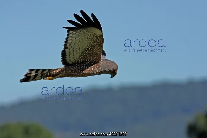 : 80196094 Spotted Harrier Gold Coast, Queensland : 80196094 Spotted Harrier Gold Coast, Queensland