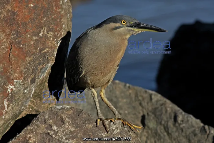 : 80196097 Striated / Mangrove Heron / Little Heron : 80196097 Striated / Mangrove Heron / Little Heron