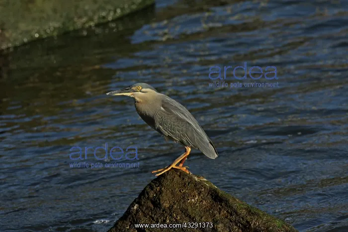 : 80196098 Striated / Mangrove Heron / Little Heron : 80196098 Striated / Mangrove Heron / Little Heron