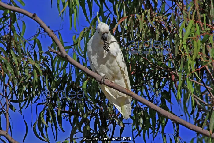 : 80196101 Sulphur-crested Cockatoo Australia Cacatua : 80196101 Sulphur-crested Cockatoo Australia Cacatua