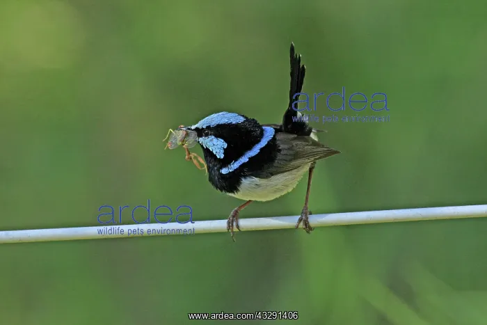 : 80196102 Superb Blue Wren / Blue-wren Australia : 80196102 Superb Blue Wren / Blue-wren Australia