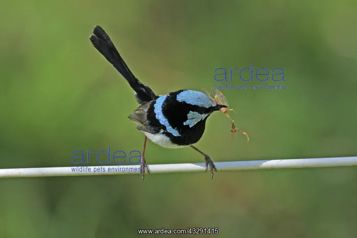 : 80196103 Superb Blue Wren / Blue-wren Australia : 80196103 Superb Blue Wren / Blue-wren Australia