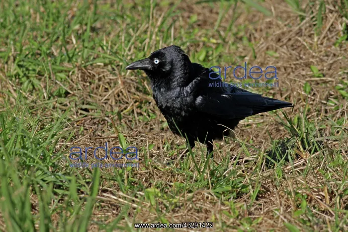 : 80196104 Torresian Crow Australia Corvus orru Hans : 80196104 Torresian Crow Australia Corvus orru Hans