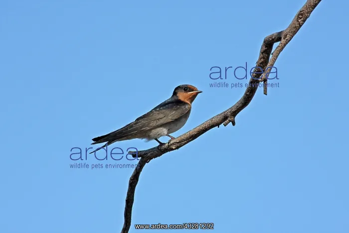 : 80196105 Welcome Swallow Australia Hirundo neoxena : 80196105 Welcome Swallow Australia Hirundo neoxena
