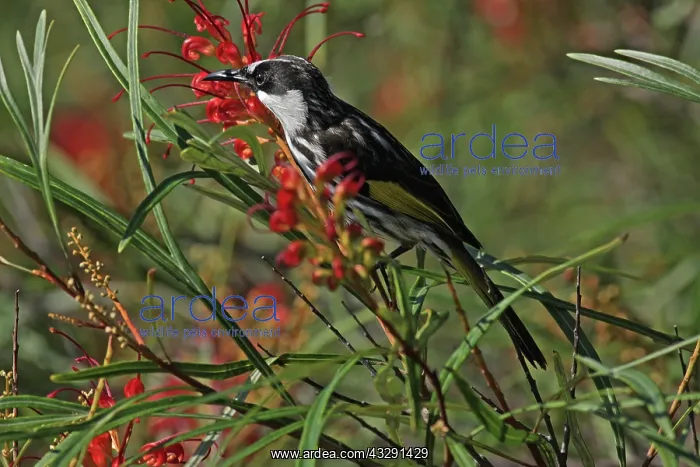 : 80196106 White-cheeked Honeyeater Australia Phylidonyris : 80196106 White-cheeked Honeyeater Australia Phylidonyris