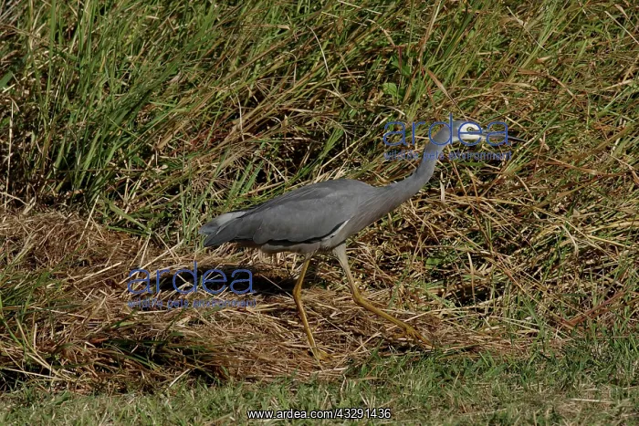 : 80196107 White-faced Heron Gold Coast, Queensland : 80196107 White-faced Heron Gold Coast, Queensland
