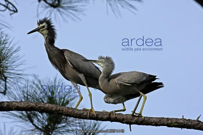 : 80196108 White-faced Heron Gold Coast, Queensland : 80196108 White-faced Heron Gold Coast, Queensland