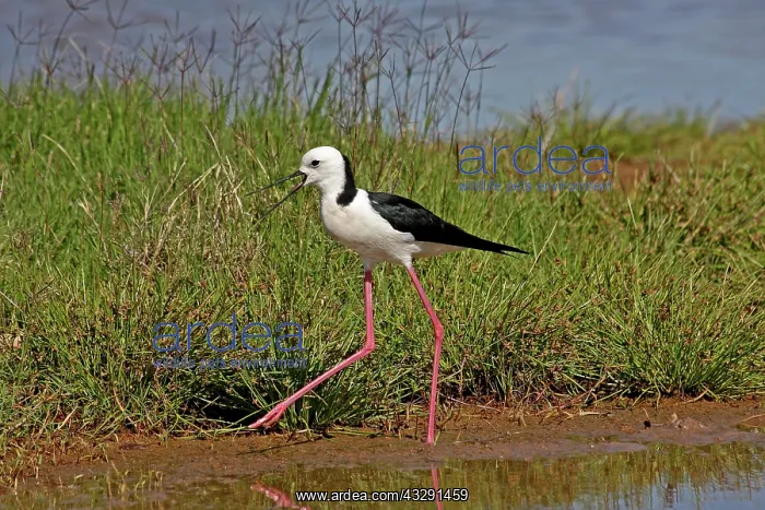: 80196110 White-headed Stilt Australia Himantopus : 80196110 White-headed Stilt Australia Himantopus