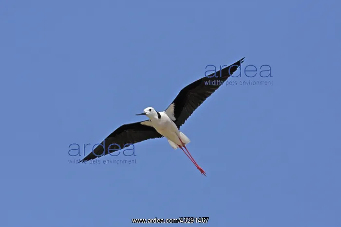 : 80196111 White-headed Stilt Australia Himantopus : 80196111 White-headed Stilt Australia Himantopus