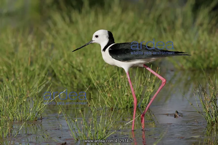  : 80196112 White-headed Stilt Australia Himantopus
