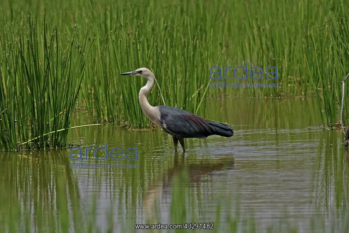 : 80196113 White-necked Heron Gold Coast, Queensland : 80196113 White-necked Heron Gold Coast, Queensland