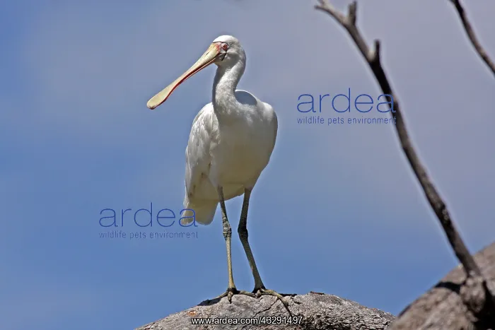: 80196115 Yellow-billed Spoonbill Gold Coast, Queensland : 80196115 Yellow-billed Spoonbill Gold Coast, Queensland
