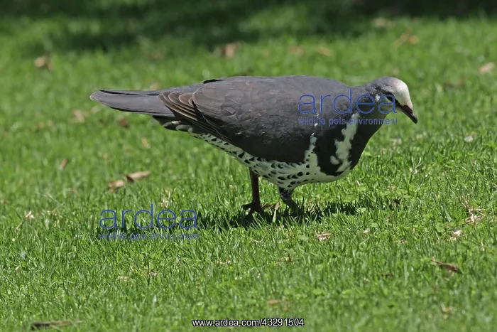  : 80196116 Wonga Pigeon Australia Leucosarcia melanoleuca