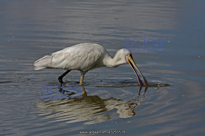 : 80196118 Yellow-billed Spoonbill Gold Coast, Queensland : 80196118 Yellow-billed Spoonbill Gold Coast, Queensland