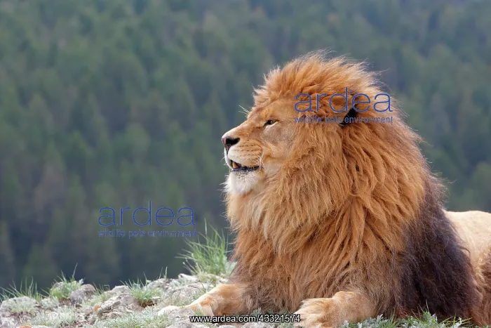 : 80196646 Barbary / Atlas / Nubian Lion Extinct in : 80196646 Barbary / Atlas / Nubian Lion Extinct in