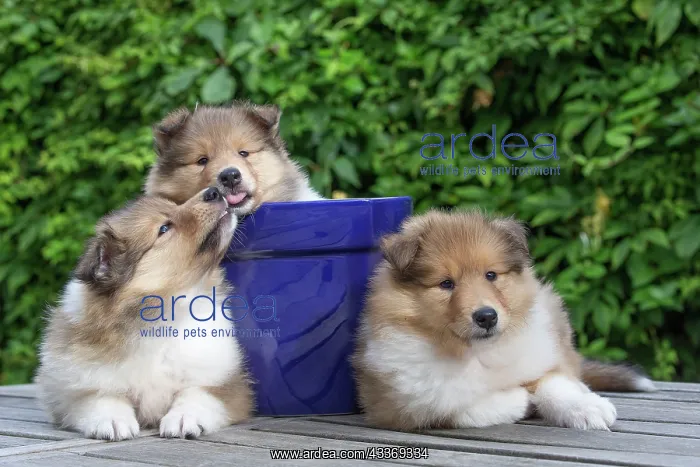 : 80196712 Dog - Collie puppies Jean-Michel Labat : 80196712 Dog - Collie puppies Jean-Michel Labat