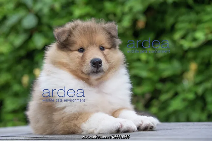 : 80196713 Dog - Collie puppy Jean-Michel Labat All : 80196713 Dog - Collie puppy Jean-Michel Labat All