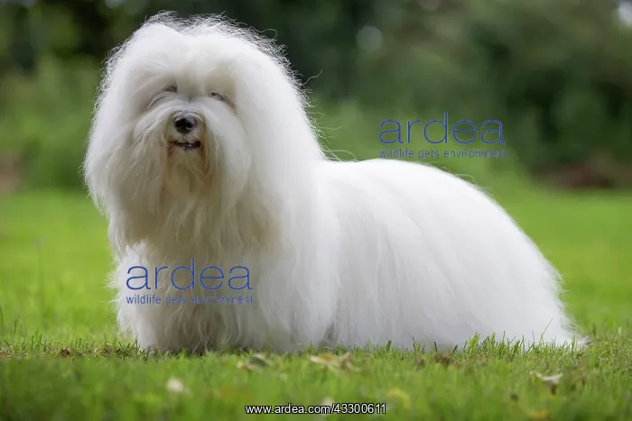 : 80196720 Dog - Coton de Tulear Jean-Michel Labat : 80196720 Dog - Coton de Tulear Jean-Michel Labat