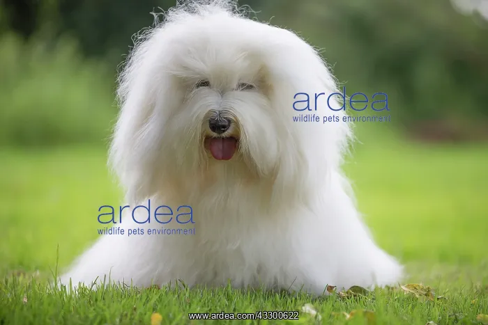 : 80196721 Dog - Coton de Tulear Jean-Michel Labat : 80196721 Dog - Coton de Tulear Jean-Michel Labat