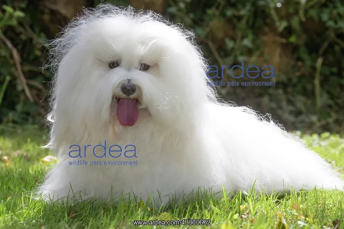 : 80196722 Dog - Coton de Tulear Jean-Michel Labat : 80196722 Dog - Coton de Tulear Jean-Michel Labat