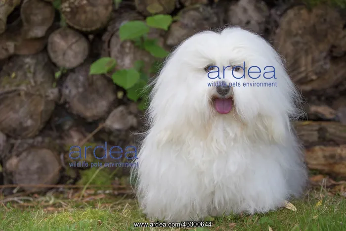 : 80196723 Dog - Coton de Tulear Jean-Michel Labat : 80196723 Dog - Coton de Tulear Jean-Michel Labat