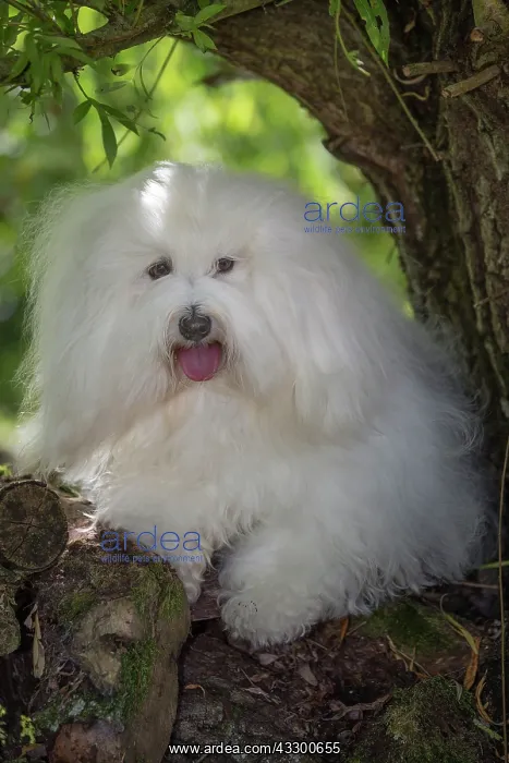 : 80196724 Dog - Coton de Tulear Jean-Michel Labat : 80196724 Dog - Coton de Tulear Jean-Michel Labat