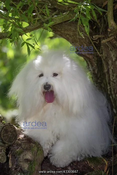 : 80196725 Dog - Coton de Tulear Jean-Michel Labat : 80196725 Dog - Coton de Tulear Jean-Michel Labat