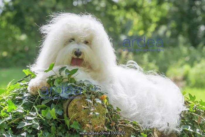 : 80196726 Dog - Coton de Tulear Jean-Michel Labat : 80196726 Dog - Coton de Tulear Jean-Michel Labat