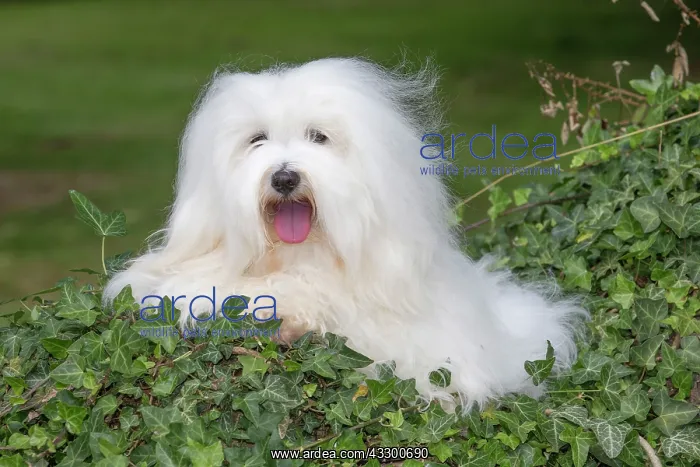 : 80196727 Dog - Coton de Tulear Jean-Michel Labat : 80196727 Dog - Coton de Tulear Jean-Michel Labat