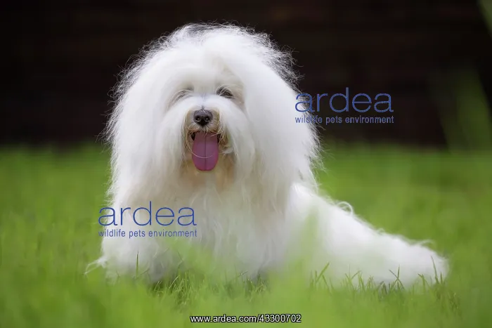 : 80196728 Dog - Coton de Tulear Jean-Michel Labat : 80196728 Dog - Coton de Tulear Jean-Michel Labat