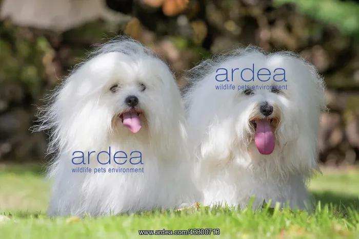 : 80196729 Dog - Coton de Tulear Jean-Michel Labat : 80196729 Dog - Coton de Tulear Jean-Michel Labat