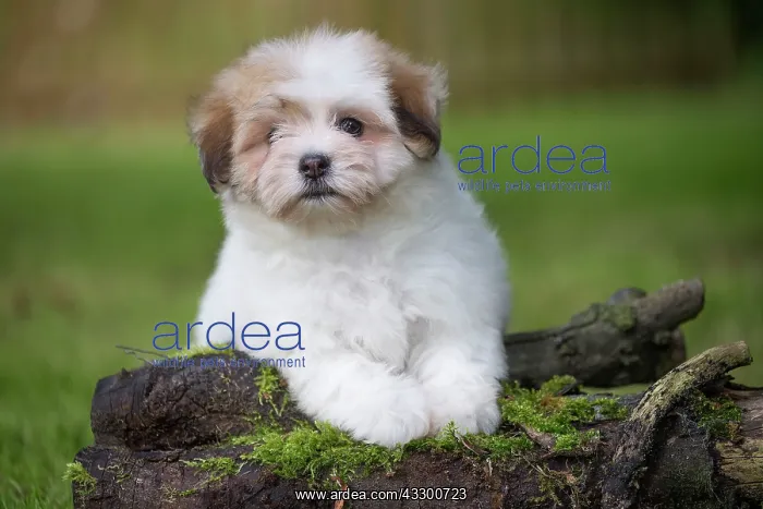: 80196730 Dog - Coton de Tulear puppy Jean-Michel : 80196730 Dog - Coton de Tulear puppy Jean-Michel