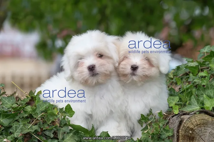 : 80196731 Dog - Coton de Tulear puppies Jean-Michel : 80196731 Dog - Coton de Tulear puppies Jean-Michel