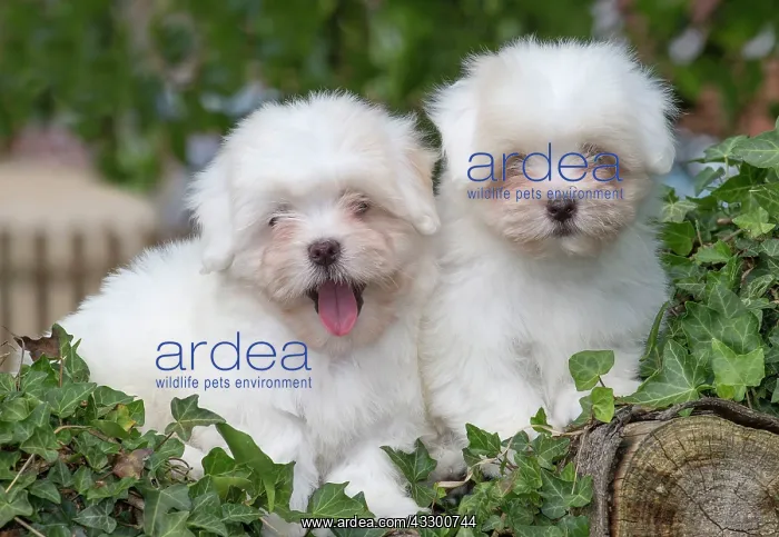 : 80196732 Dog - Coton de Tulear puppies Jean-Michel : 80196732 Dog - Coton de Tulear puppies Jean-Michel