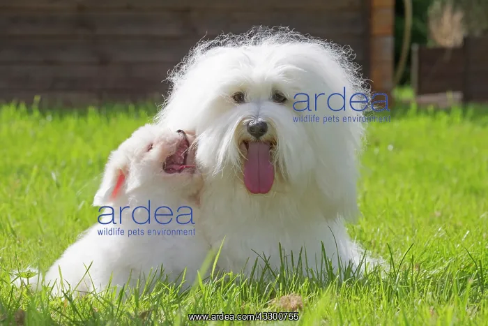 : 80196733 Dog - Coton de Tulear with puppy Jean-Michel : 80196733 Dog - Coton de Tulear with puppy Jean-Michel