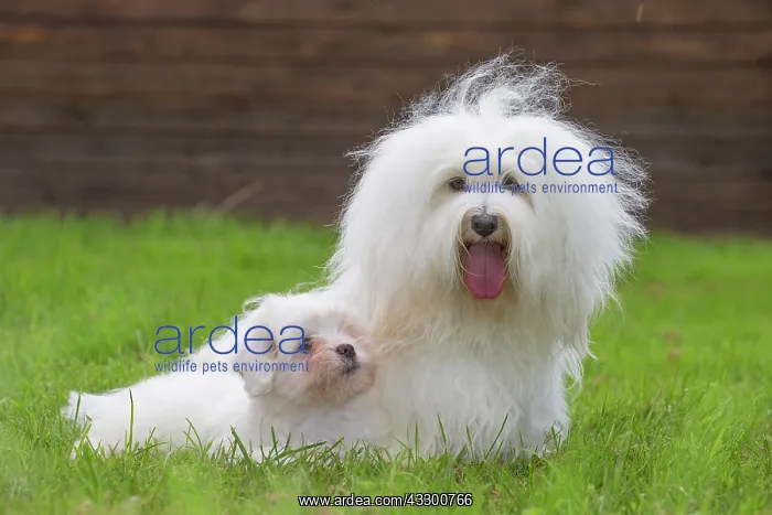 : 80196734 Dog - Coton de Tulear with puppy Jean-Michel : 80196734 Dog - Coton de Tulear with puppy Jean-Michel