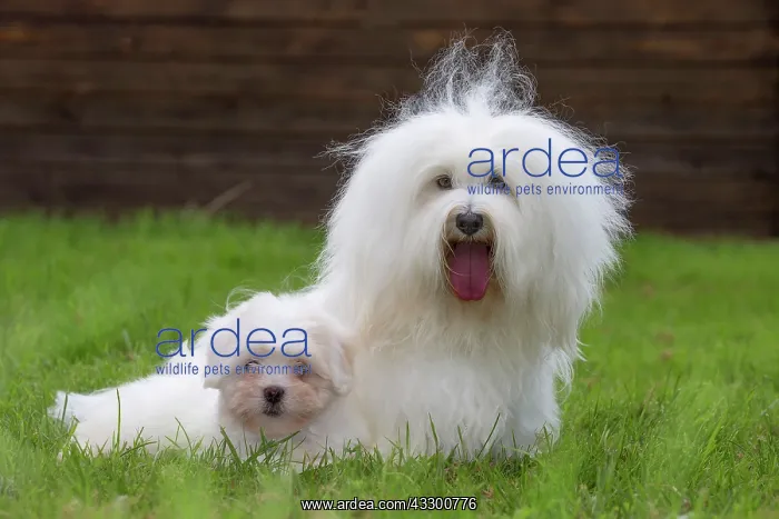 : 80196735 Dog - Coton de Tulear with puppy Jean-Michel : 80196735 Dog - Coton de Tulear with puppy Jean-Michel