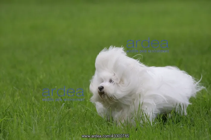 : 80196736 Dog - Coton de Tulear puppy Jean-Michel : 80196736 Dog - Coton de Tulear puppy Jean-Michel
