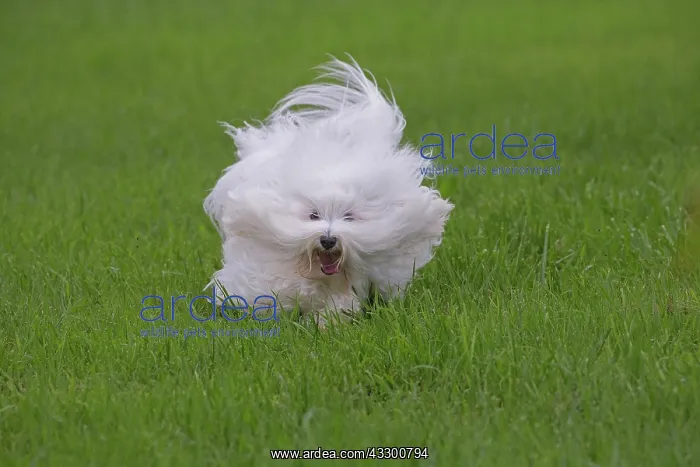 : 80196737 Dog - Coton de Tulear puppy Jean-Michel : 80196737 Dog - Coton de Tulear puppy Jean-Michel