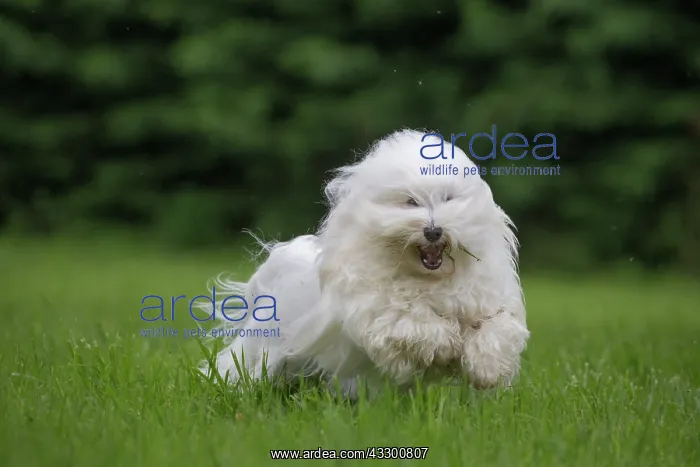 : 80196738 Dog - Coton de Tulear puppy Jean-Michel : 80196738 Dog - Coton de Tulear puppy Jean-Michel