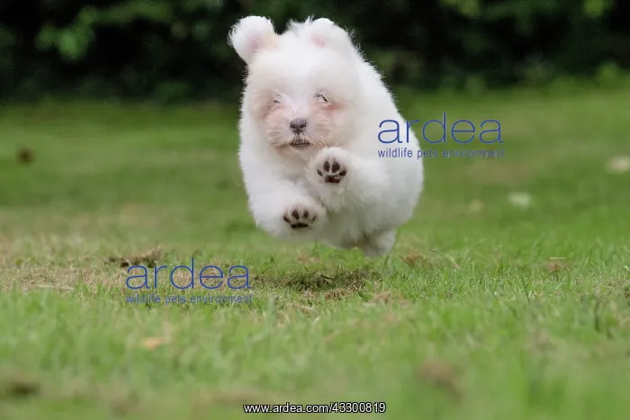 : 80196739 Dog - Coton de Tulear puppy Jean-Michel : 80196739 Dog - Coton de Tulear puppy Jean-Michel