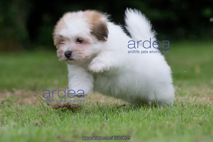 : 80196740 Dog - Coton de Tulear puppy Jean-Michel : 80196740 Dog - Coton de Tulear puppy Jean-Michel
