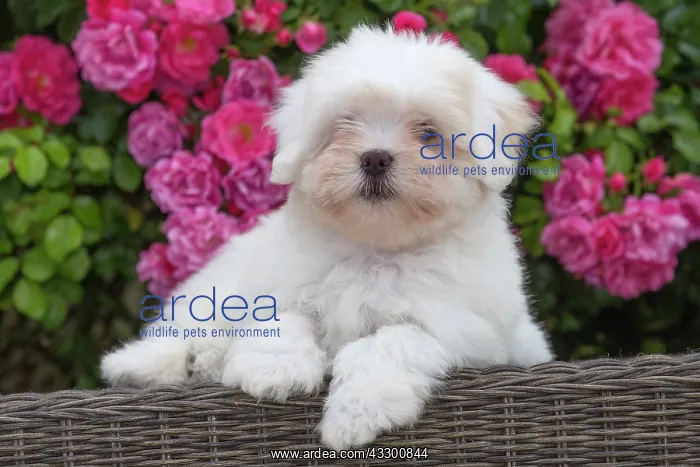 : 80196741 Dog - Coton de Tulear puppy Jean-Michel : 80196741 Dog - Coton de Tulear puppy Jean-Michel