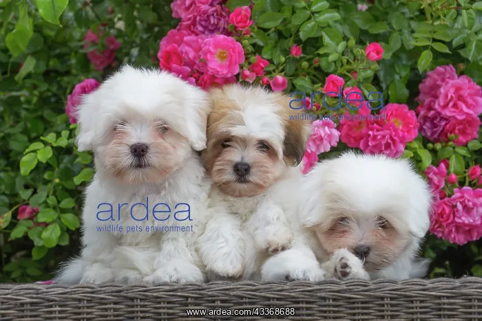 : 80196742 Dog - Coton de Tulear puppies Jean-Michel : 80196742 Dog - Coton de Tulear puppies Jean-Michel