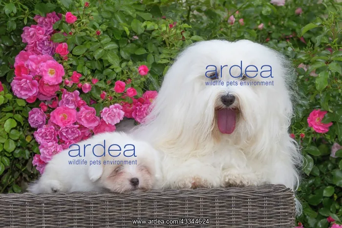 : 80196743 Dog - Coton de Tulear with puppy Jean-Michel : 80196743 Dog - Coton de Tulear with puppy Jean-Michel