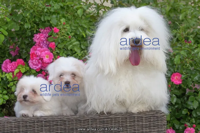 : 80196744 Dog - Coton de Tulear with puppies Jean-Michel : 80196744 Dog - Coton de Tulear with puppies Jean-Michel