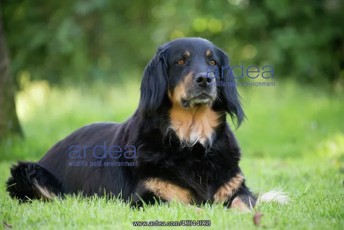 : 80196747 Dog - Hovawart Jean-Michel Labat All images : 80196747 Dog - Hovawart Jean-Michel Labat All images