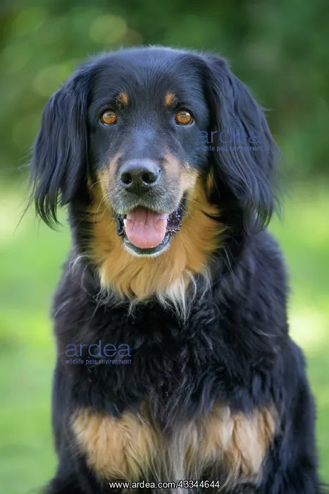 : 80196749 Dog - Hovawart Jean-Michel Labat All images : 80196749 Dog - Hovawart Jean-Michel Labat All images