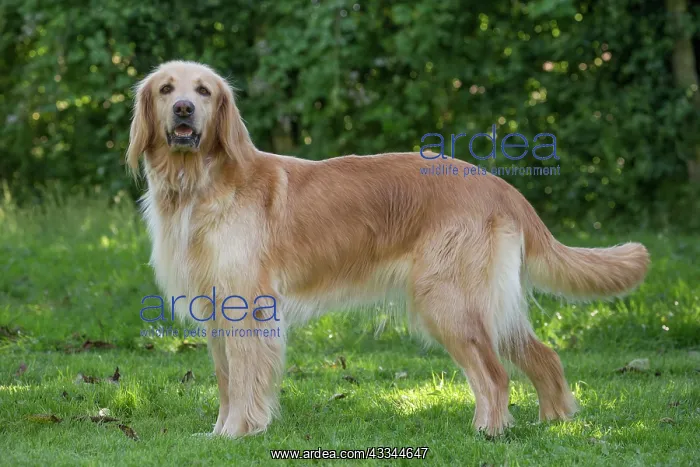 : 80196750 Dog - Hovawart Jean-Michel Labat All images : 80196750 Dog - Hovawart Jean-Michel Labat All images