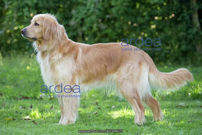 : 80196751 Dog - Hovawart Jean-Michel Labat All images
